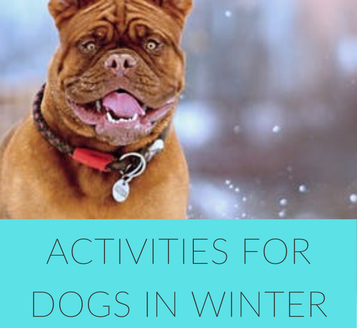 Activities for Dogs in Cold Weather